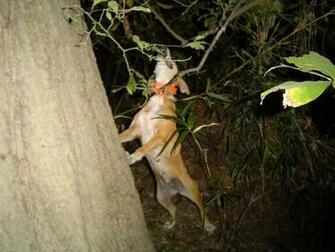 Coon Huntin
