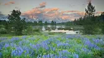 Grand Teton National Park In Spring Widescreen Wallpaper