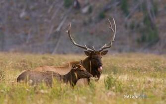 Elk Bull And Cow HD Wallpaper