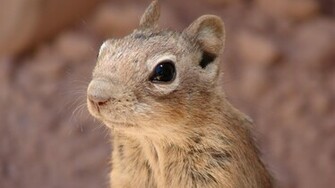 Background Beautiful Animals Sqirrel Wallpaper