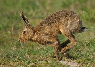May Wild Life World