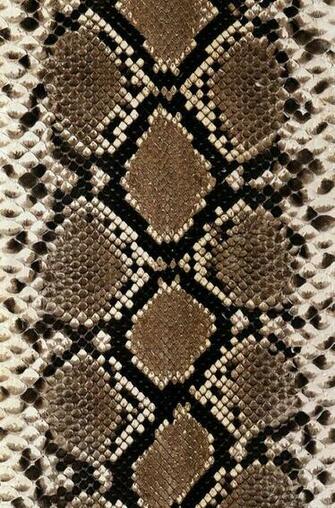 Snake Skin S Print Art By Siede Preis In Word