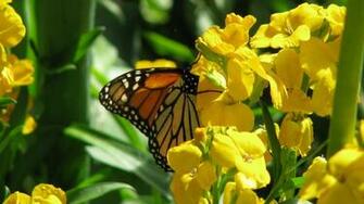 Butterfly And Flowers Wallpaper HD