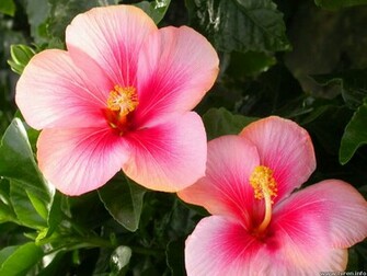 Hibiscus Flowers Wallpaper