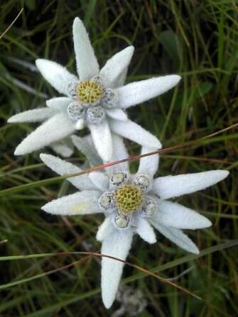 Amazing Flower Edelweiss Wallpaper