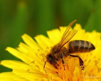 Honey Bee Macro Photo