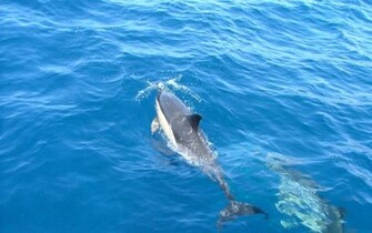 Dolphin Wallpaper Dolphins