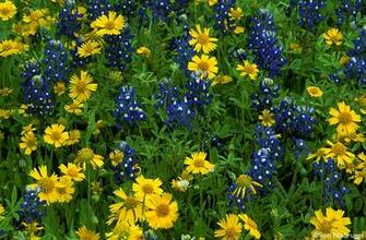 Texas Wildflower Photos