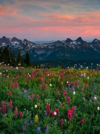 Mt Rainier Meadows Washington My Happy Place