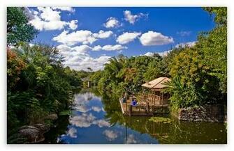 Animal Kingdom At Disney World HD Desktop Wallpaper High Definition