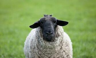 Suffolk Sheep High Resolution Wallpaper Hivewallpaper