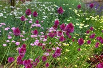 English Flowers Pictures Wallpaper HD Base