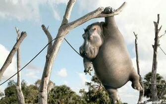 Hippopotamus Wallpaper Giant Hippos HD
