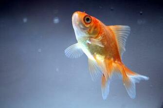 Goldfish Wallpaper