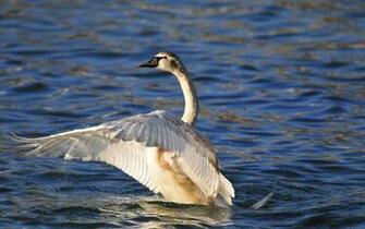 Wallpaper Pictures Winter Birds Ni361097