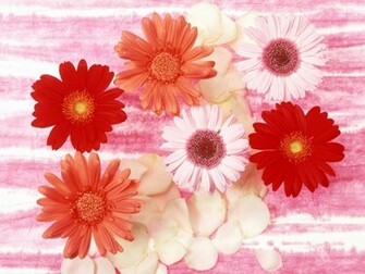 Beautiful Flowers