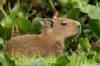 Capybara Wallpaper Full HD G5adxyp 4usky