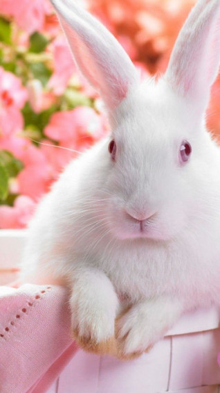 Cute Easter iPhone Wallpaper