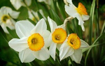 Daffodil Wallpaper