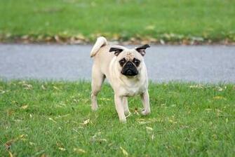 Pug Dogs Full HD Wallpaper