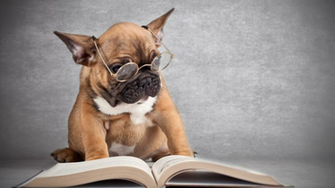 Wallfocus Intellectual Dog HD Wallpaper Search Engine