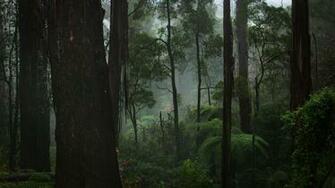 Forest Fog Wal