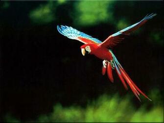Macaw Scarlet Wallpaper Background