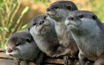 Otter Wallpaper HD Umad