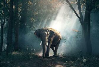 Elephant Wallpaper At Wallpaperbro