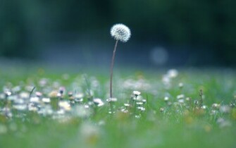 Dandelion Desktop Wallpaper