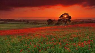 Summer Landscape