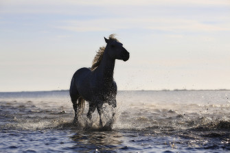Horse Running On The Beach 4k 5k Wallpaper HD Animals Image