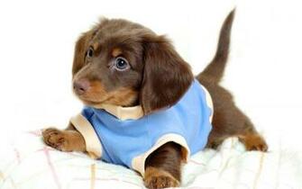 Funny Puppy Desktop Wallpaper