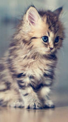 More Search Adorable Kitten iPhone Wallpaper Tags Animal Cute