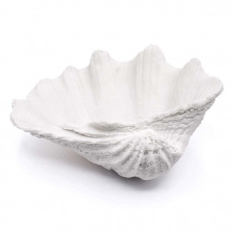 Image Seaside Clam Shell Wallpaper