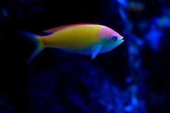 Tropical Fishes For Aquarium Ne Fish