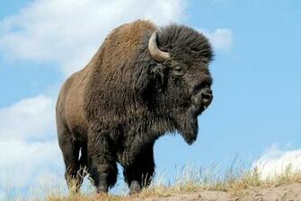 American Bison HD Wallpaper