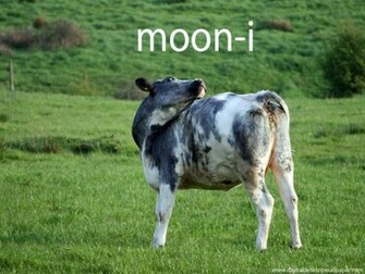 Cool Pictures Very Creative And Funny Cow Image