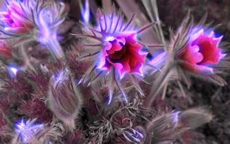 Glowing Wonderland Flowers Wallpaper