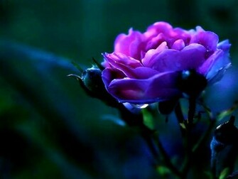 Violet Rose Wallpaper
