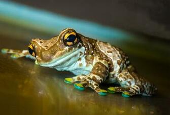 Frog Macro Surface Nature Reflection Wallpaper Background