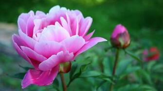 Peonies Flowers Wallpaper