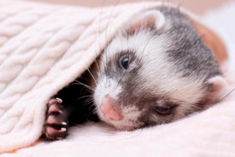 Cute Ferret Pictures Wallpaper