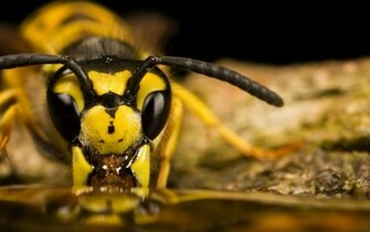 Bee Wallpaper