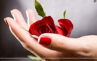 Roses Wallpaper For Desktop Girls Red Rose HD