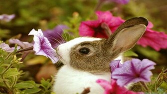 Cute Baby Animals Wallpaper HD Desktop