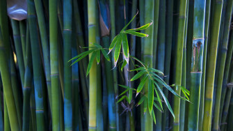 Bamboo HD Wallpaper And