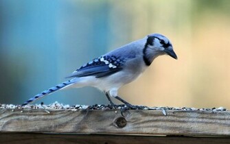 Beautiful Blue Bird Mystery Wallpaper