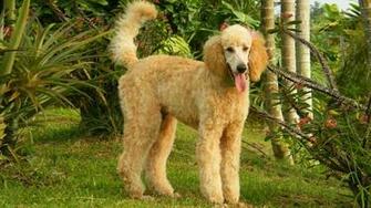 Poodle Wallpaper