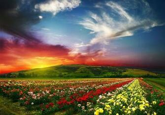 Vibrant Wallpaper